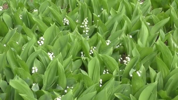 Lys de la vallée après la pluie — Video