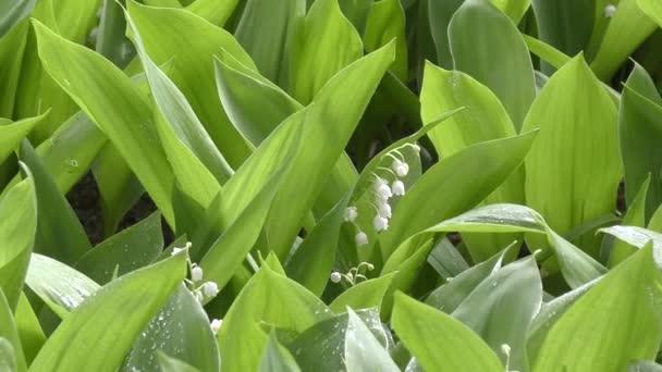 Lily of the valley after the rain — Stock Video