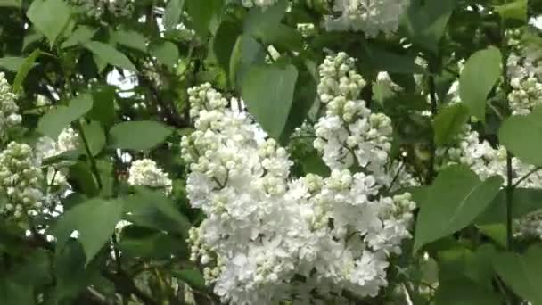 Flor lilás cor branca — Vídeo de Stock