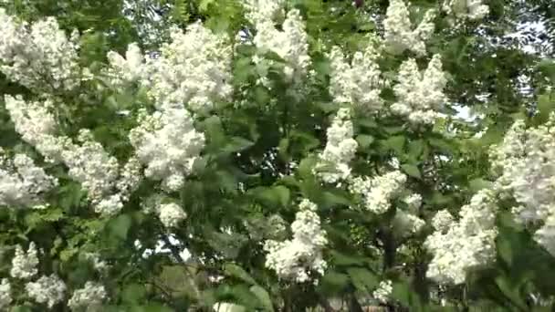 Lilac flower white color — Stock Video