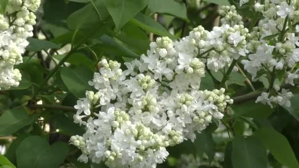 Lilac flower white color — Stock Video