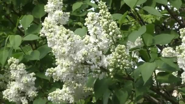 Lilas fleur de couleur blanche — Video