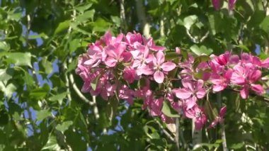 Elma çiçeği pembe renk