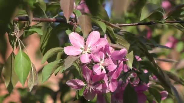 Manzana flor color rosa — Vídeo de stock