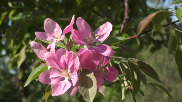 Manzana flor color rosa — Vídeos de Stock