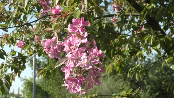 Manzana flor color rosa — Vídeo de stock