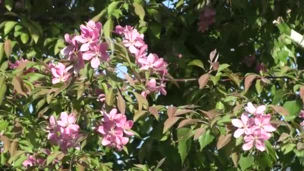 苹果树上的花粉红色颜色 — 图库视频影像