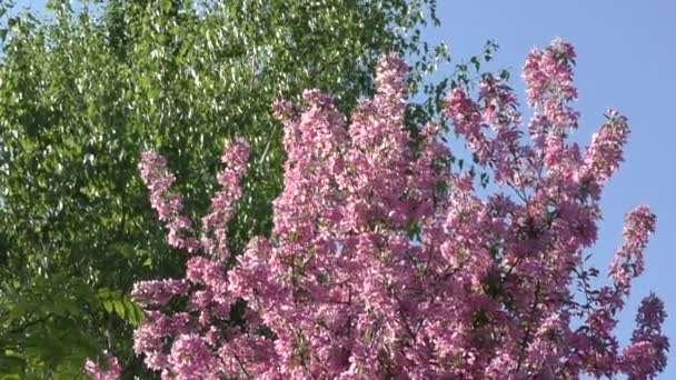 Apple květy růžové barvy — Stock video