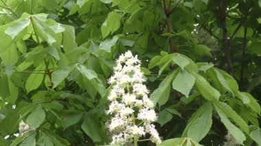 Sabah çiçek açan kestane