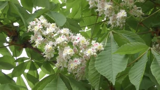 Castanha florescente de manhã — Vídeo de Stock