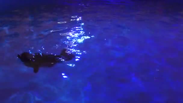贝加尔湖海豹或淡水的密封 — 图库视频影像