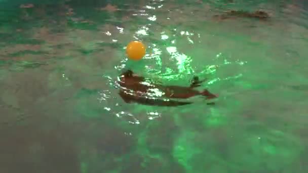 贝加尔湖海豹或淡水的密封 — 图库视频影像