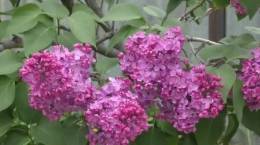 Lila çiçek açan sabah