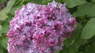 Lila çiçek açan sabah