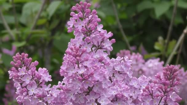 Floraison lilas matin 
