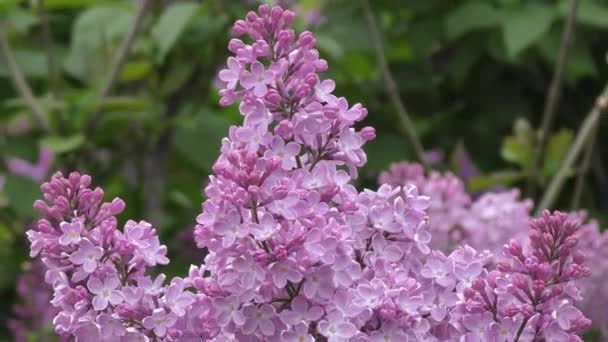 Blooming lilac morning — Stock Video