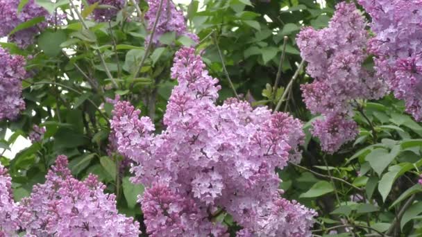 Blooming lilac morning — Stock Video