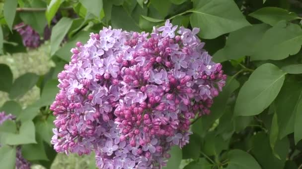 Floreciente mañana lila — Vídeos de Stock