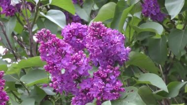 Lila çiçek açan sabah. 