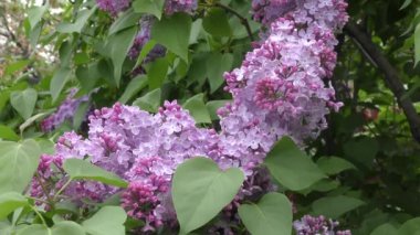 Lila çiçek açan sabah. 