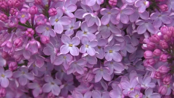 Blooming lilac morning. — Stock Video