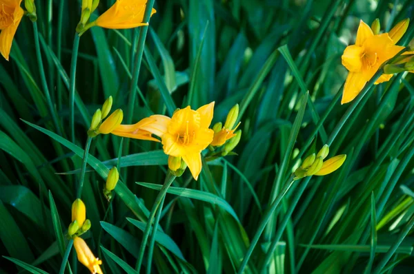 Flor amarela Hemerocallis — Fotografia de Stock