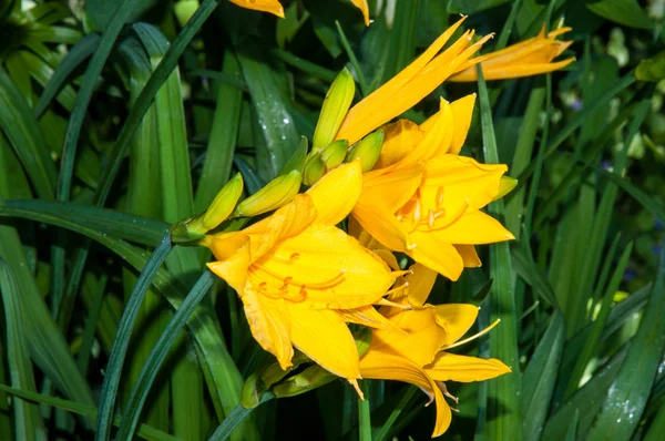 Gelbe Blütenhemerocallis — Stockfoto