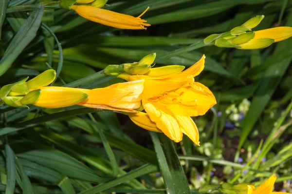 Flor amarela Hemerocallis — Fotografia de Stock