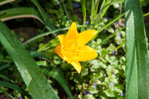 Flor amarela Hemerocallis — Fotografia de Stock