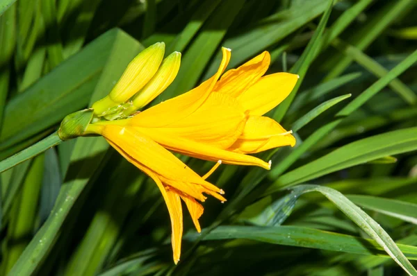 Flor amarela Hemerocallis — Fotografia de Stock