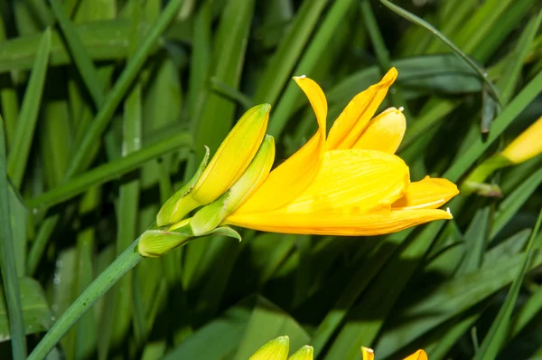 Flor amarela Hemerocallis — Fotografia de Stock