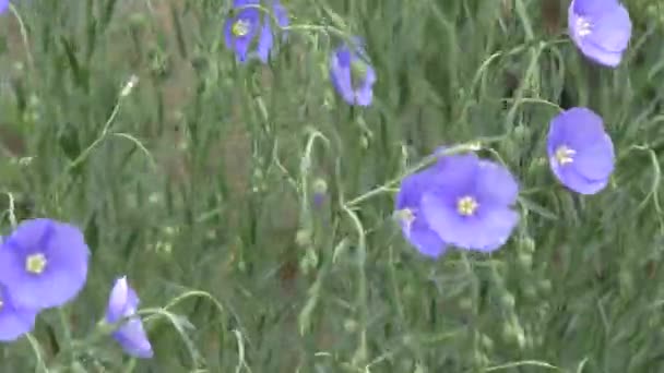 亚麻的蓝色小花 — 图库视频影像