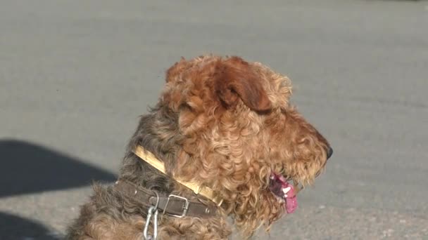 Dog breed Airedale terrier — Stock Video
