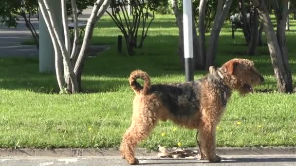 Chien De Race Airedale Terrier