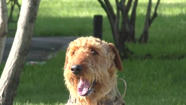 Raça de cães Airedale Terrier — Vídeo de Stock