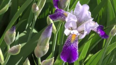 Çiçek Iris mavi-mavi renk