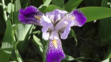 Çiçek Iris mavi-mavi renk