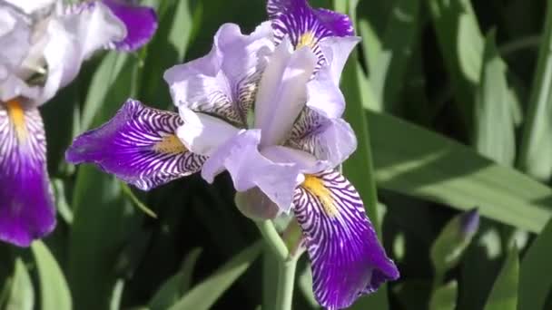 Flor de IRIS azul-azul — Vídeos de Stock