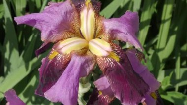 Iris mor renk çiçek