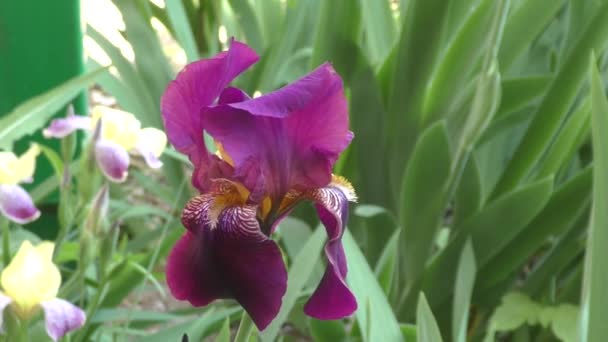 Flor de IRIS color púrpura — Vídeos de Stock