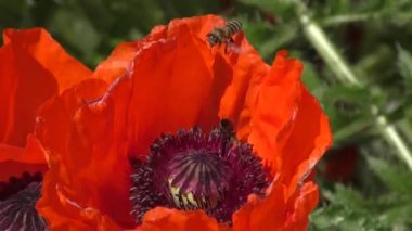 Çiçekler kırmızı haşhaş vardır