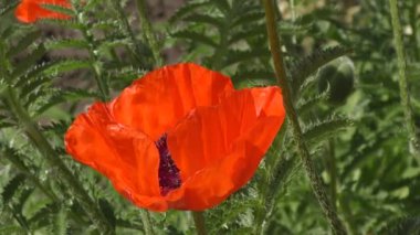 Çiçekler kırmızı haşhaş vardır