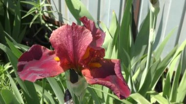 Iris çiçek çikolata rengi