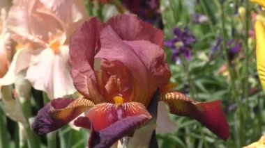 Iris çiçek çikolata rengi