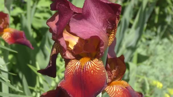 Iris flor color chocolate — Vídeo de stock