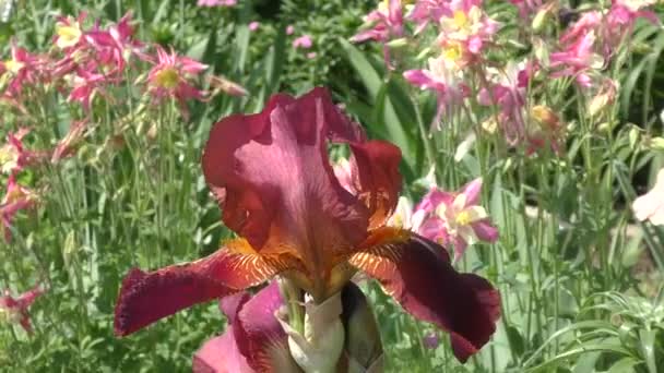 Iris flor color chocolate — Vídeo de stock