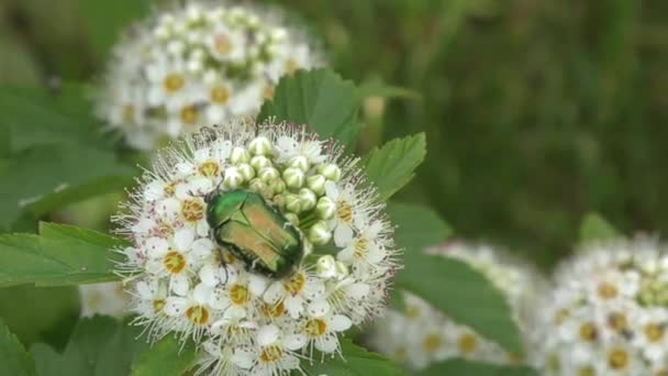 Escarabajo cetonia aurata — Vídeos de Stock