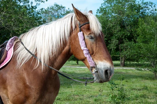 Home cavallo all'aperto — Foto Stock