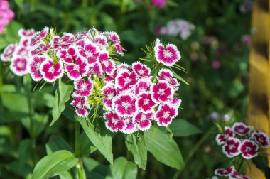 Çiçek karanfil Türk (karanfil barbatus)