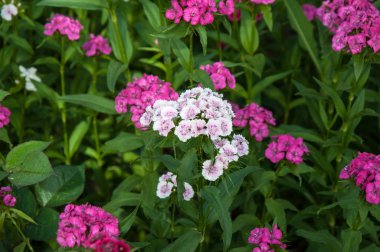 Çiçek karanfil Türk (karanfil barbatus)